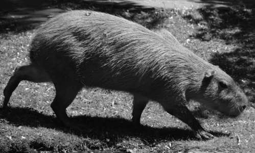 哺乳动物 公园 可爱的 野生动物 生物 森林 猪肉 动物