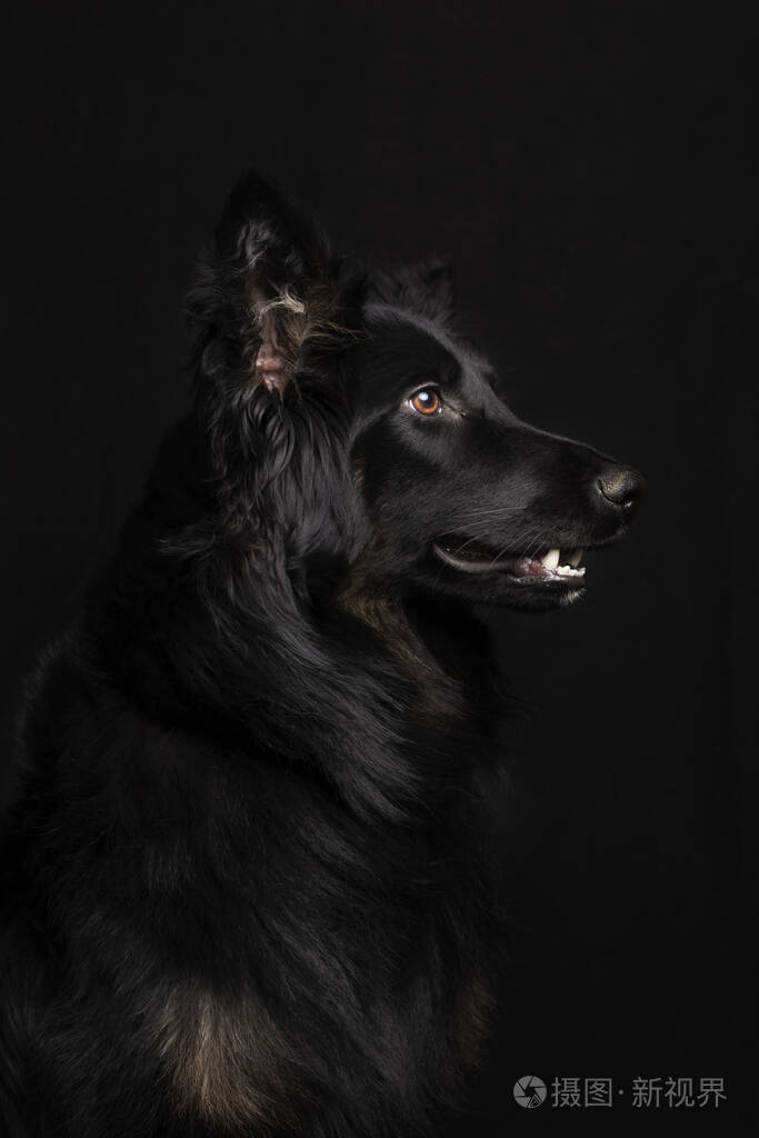 荷兰牧羊犬图片 黑色图片