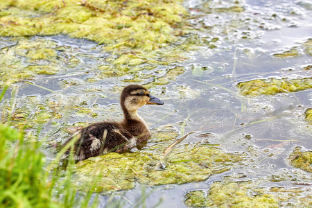 夏天沼泽里的毛茸茸的小鸭子