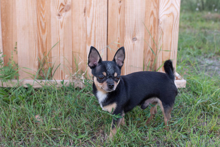 漂亮的棕色吉娃娃狗站着照片