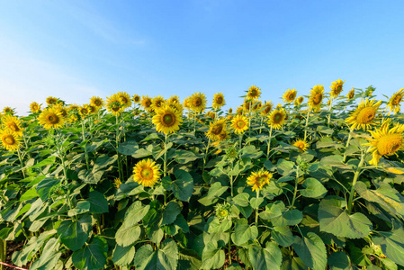 自然 夏天 太阳 植物区系 美丽的 风景 向日葵 草地 日出