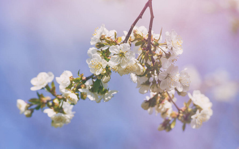 季节 盛开 美丽的 特写镜头 花的 日本人 四月 分支 花瓣
