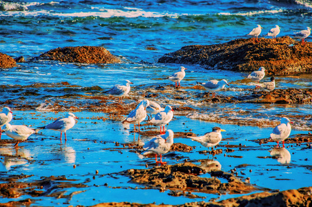 岩石 海的 自由的 鸟类学 沿海 特写镜头 动物 空气 羽毛