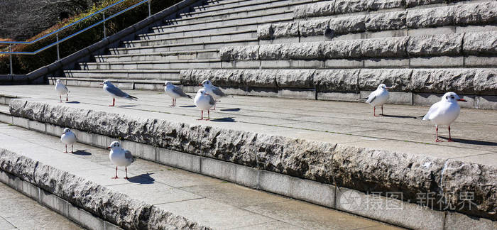 苏美达河岸阳光明媚的石头楼梯上的白色海鸥