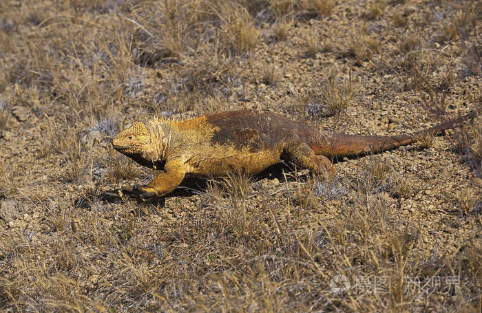 加拉帕戈斯热带蜥蜴
