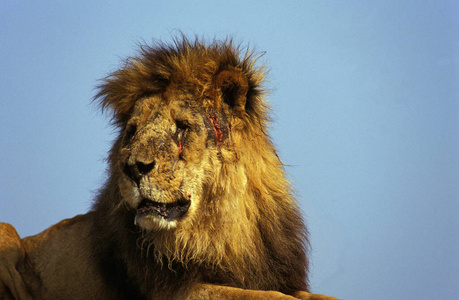 非洲狮黑豹狮子座
