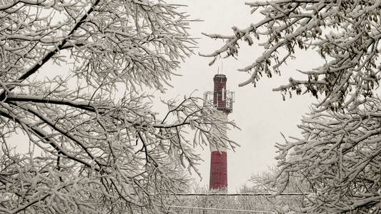 冬天的树枝和花管都被雪覆盖了图片