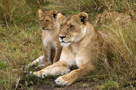 非洲狮黑豹狮子座图片