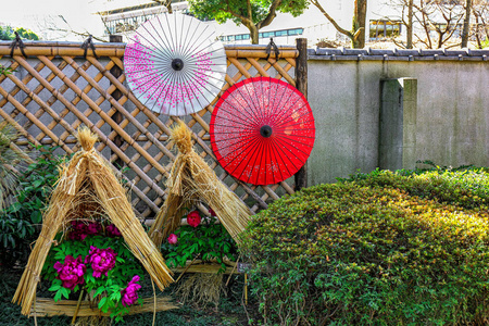 东京紫牡丹伞日本植物园图片