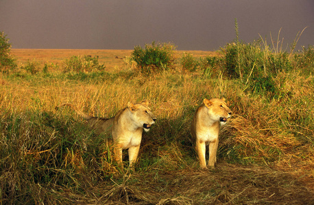 非洲狮黑豹狮子座图片