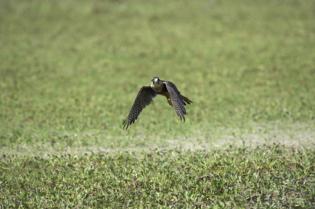 FAUCON APLOMADO falco股骨