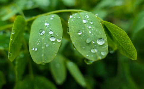 雨滴落在绿叶上