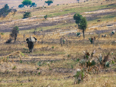 elephant in the savannah 