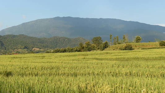 稻谷 大米 生长 泰国 环境 季节 收获 亚洲 粮食 农田