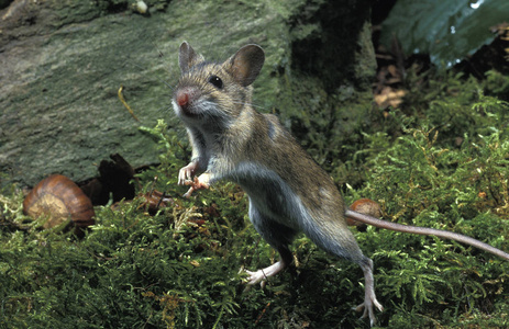 环境中的空气首页 djungarian 仓鼠,黑线毛足鼠吃卷心菜叶djungarian