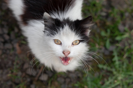 猫喵喵叫狗吠, 可爱的愤怒家养宠物动物, 最佳的朋友矢量例证在白色