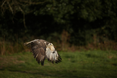 BUSE变量buteo buteo