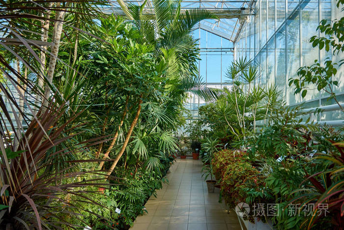 植物园里有热带植物的温室 植物园里的橘子园 照片 正版商用图片29orw2 摄图新视界