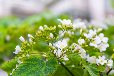 紫桐花素材图片 紫桐花图片素材下载 摄图新视界