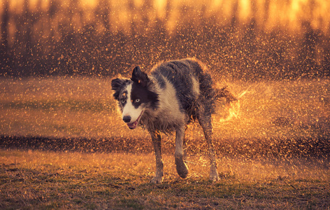 Wet Border Collie dog shaking 