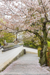 日本京都樱花路图片