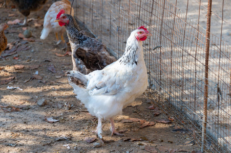 家禽 范围 农场 动物 公鸡 食物 自然 牲畜 羽毛 农事