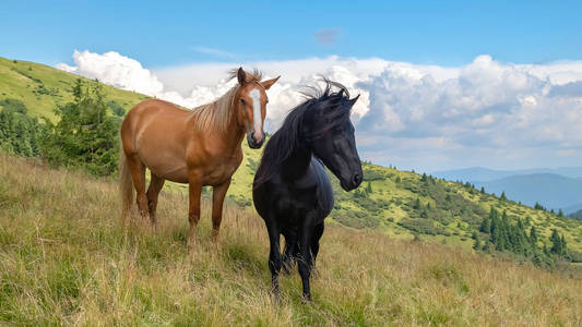 在温暖的夏日里，马在草地上行走。自然背景