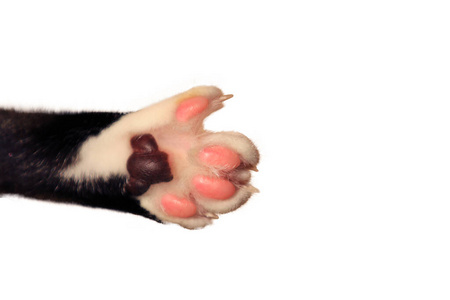 特写猫爪和爪孤立在白色背景照片