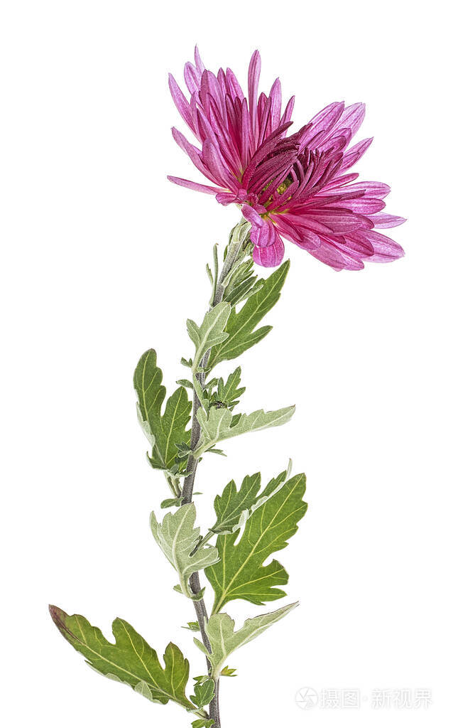 一种秋菊花白色的背上有孤立的叶子