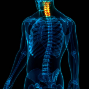 脊骨 科学 软骨 肘部 运动 骨骼 伤害 脊柱 解剖学 男人