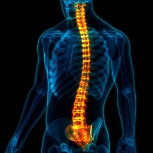 医学 软骨 疼痛 三维 身体 脊骨 肌肉 肩胛骨 科学 骨质疏松症