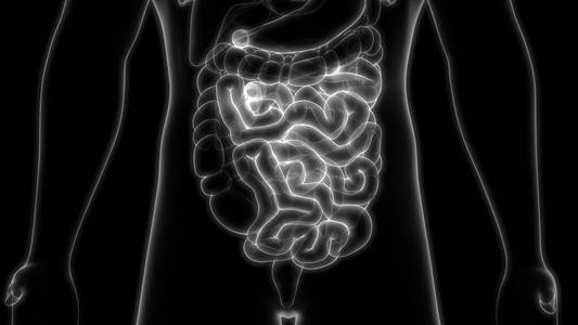 信息图表 健康 男人 插图 胆囊 科学 生物学 肝脏 身体