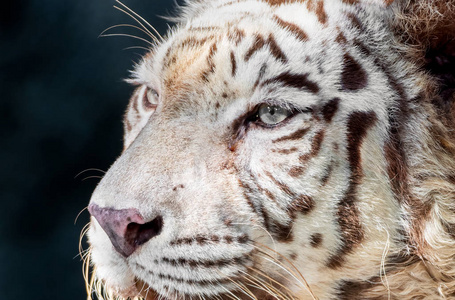 Close up Face of White Bengal Tiger Isolated on Background 