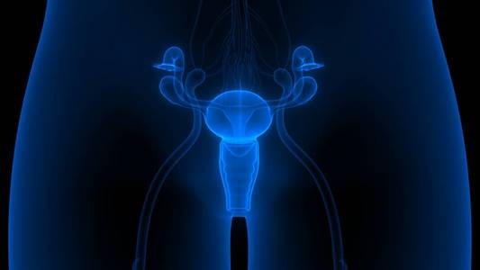 系统 膀胱 卵子 插图 宝贝 繁殖 排卵 绘画 人类
