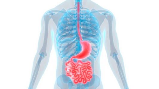 生物学 信息图表 肠子 系统 人类 身体 照顾 解剖学 解剖