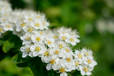 盛开 春天 灌木 花的 植物区系 花园 山楂 分支 季节