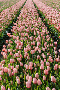 荷兰郁金香园日出的神奇景观图片