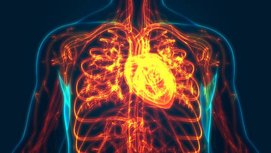 心脏病学 三维 系统 轮廓 解剖学 生物学 疼痛 男人 心跳