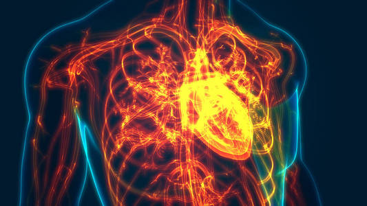 人类 心脏病学 主动脉 骨架 生物学 心室 解剖 男人 三维