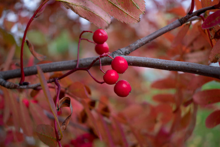 冬天 落下 自然 树叶 花园 食物 秋天 美女 细枝 季节
