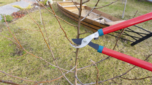 照顾一个年轻的果园。春季修剪梨树和苹果树的侧枝，用园剪修剪。根据有机农业的原则在花园里进行季节性工作。
