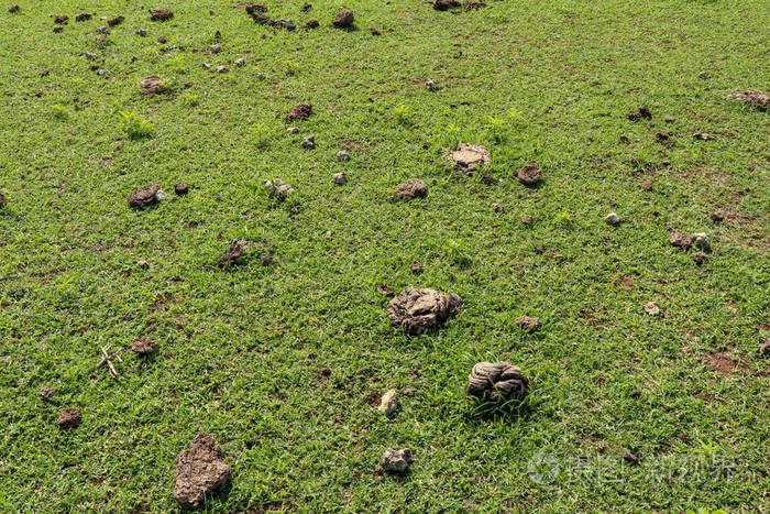 巴厘岛的年阳海滩上有许多牛粪的绿色牧场