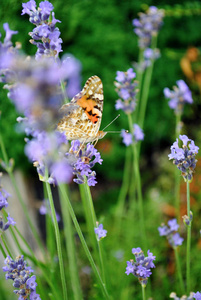 颜色 美丽的 美女 薰衣草 夏天 领域 植物 自然 蝴蝶