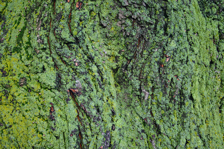 多伦多公园里有青苔的树皮