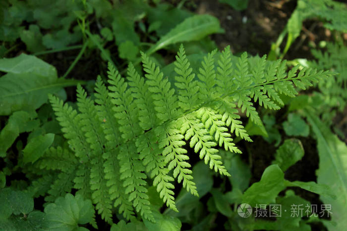 天然蕨类植物叶片的纹理.选择性聚焦.
