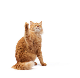 Cute adult fluffy red cat sitting and raised its front paws up, 