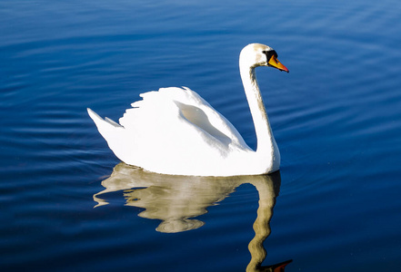 镜子 和平 阳光 纯洁 美丽的 池塘 动物 风景 轮廓 反射