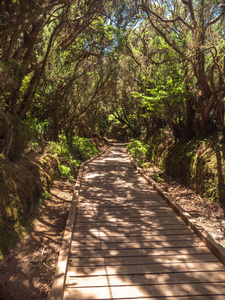 美丽的图像山林中徒步旅行的长木道
