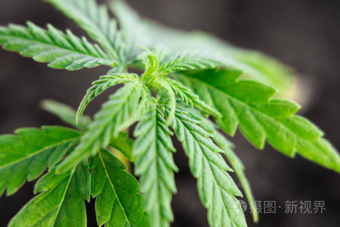 大麻大麻大麻酚大麻作为草药替代品