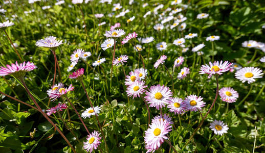 White sunny daisy flowers in green grass in botanical garden in 